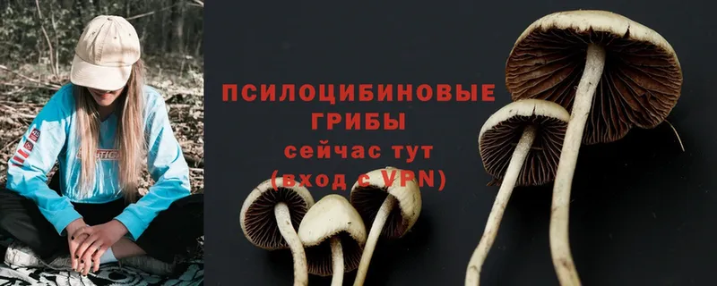 гидра зеркало  Кубинка  Псилоцибиновые грибы MAGIC MUSHROOMS 